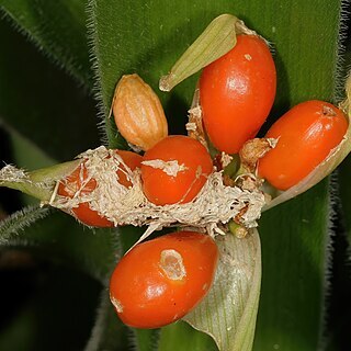 Haemanthus pauculifolius unspecified picture