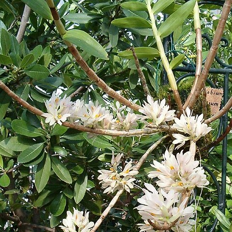 Dendrobium bracteosum unspecified picture