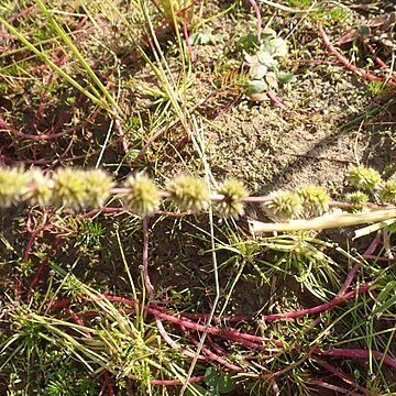 Elytrophorus spicatus unspecified picture