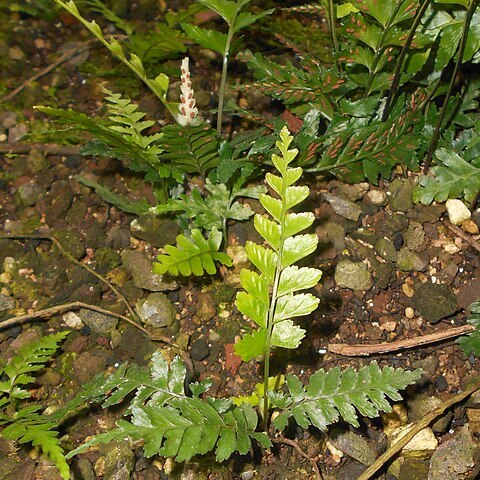 Asplenium lunulatum unspecified picture