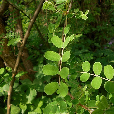 Caragana brevispina unspecified picture