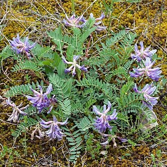 Astragalus bibullatus unspecified picture