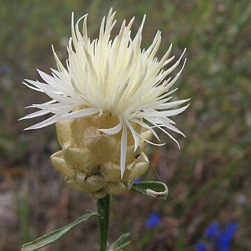 Centaurea margaritacea unspecified picture