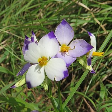 Exacum tetragonum unspecified picture