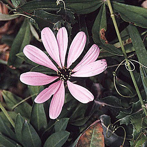 Mutisia ilicifolia unspecified picture