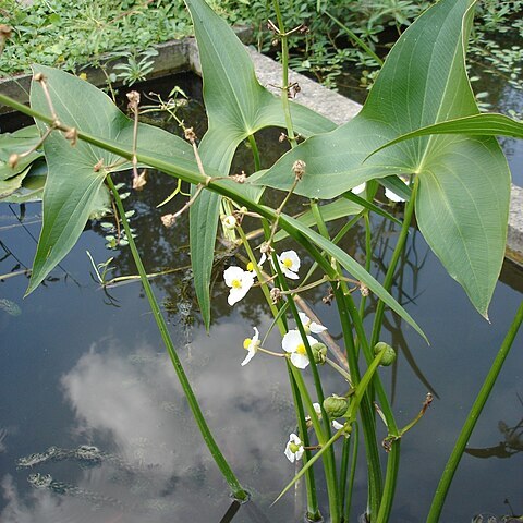 Alismataceae unspecified picture