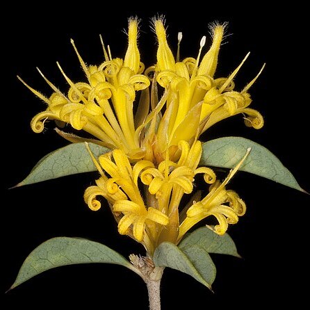 Lambertia ilicifolia unspecified picture