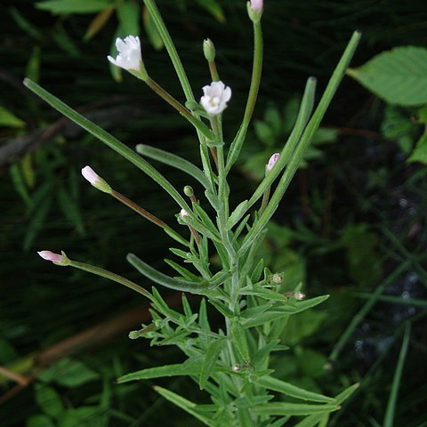 Epilobium strictum unspecified picture