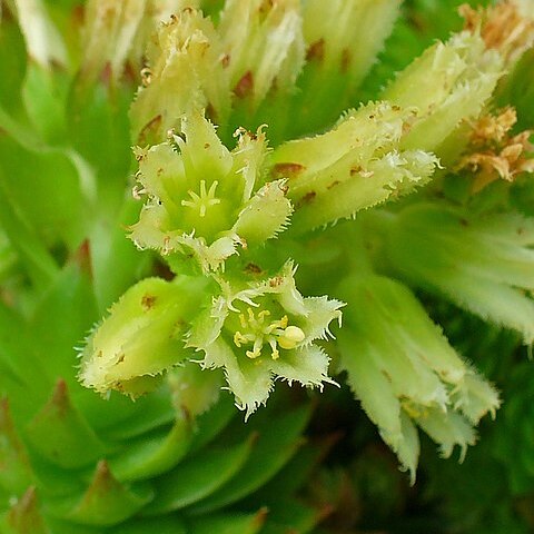 Sempervivum globiferum subsp. arenarium (w.d.j.koch) 't unspecified picture