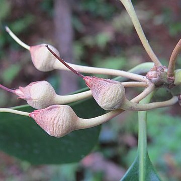 Palaquium ellipticum unspecified picture