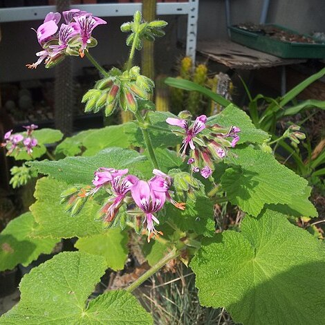 Pelargonium papilionaceum (l.) l'hér. unspecified picture