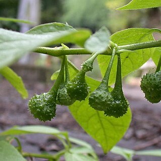 Physaliastrum echinatum unspecified picture