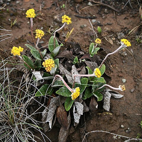 Helichrysum nudifolium var. pilosellum unspecified picture