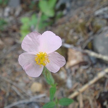 Helianthemum nummularium subsp. pyrenaicum unspecified picture