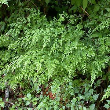 Onychium unspecified picture