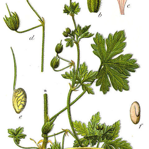 Geranium divaricatum unspecified picture