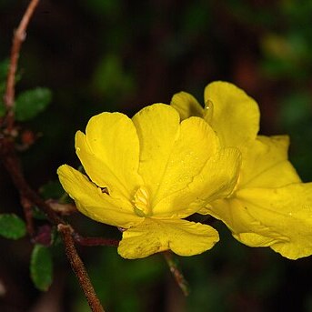 Hibbertia empetrifolia unspecified picture