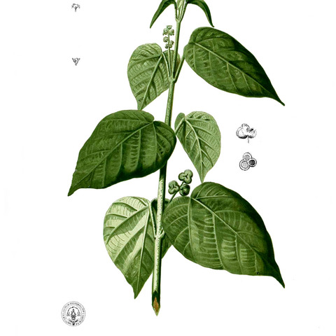 Mallotus tiliifolius unspecified picture