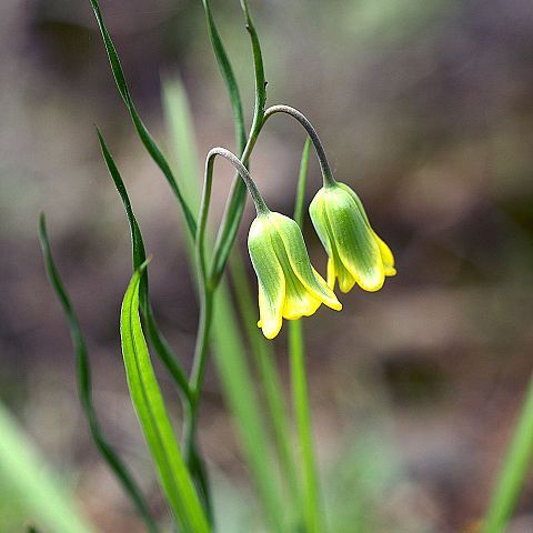 Fritillaria rhodia unspecified picture