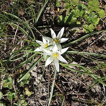 Ornithogalum sigmoideum unspecified picture