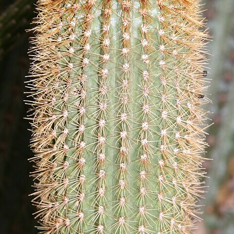 Pilosocereus multicostatus unspecified picture