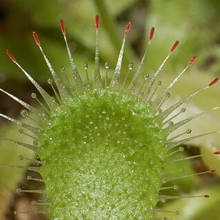 Drosera pauciflora unspecified picture