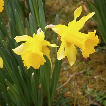 Narcissus hispanicus unspecified picture