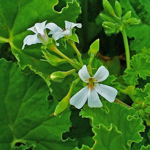 Pelargonium album unspecified picture