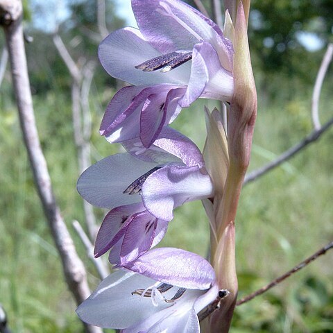 Gladiolus gregarius unspecified picture