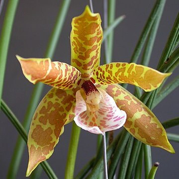 Scuticaria strictifolia unspecified picture