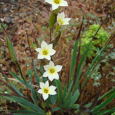 Sisyrinchium cuspidatum unspecified picture