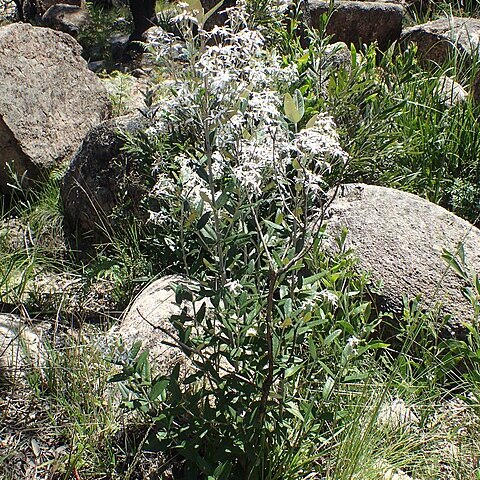 Olearia oppositifolia unspecified picture