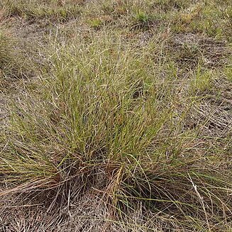 Aristida leptopoda unspecified picture