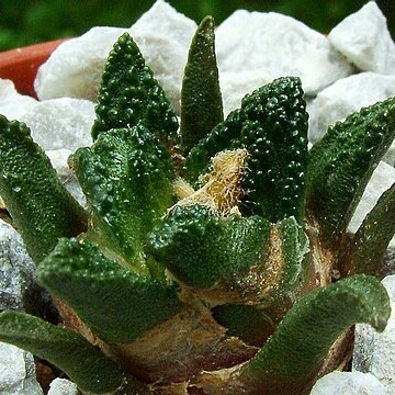 Ariocarpus bravoanus subsp. hintonii unspecified picture