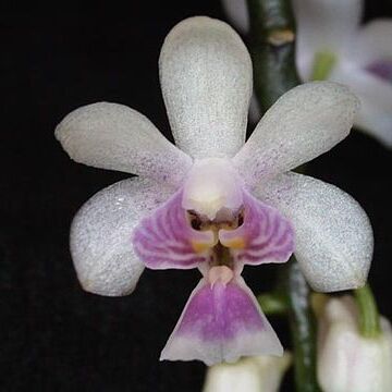 Phalaenopsis deliciosa unspecified picture