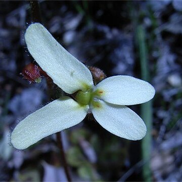 Stylidium hispidum unspecified picture