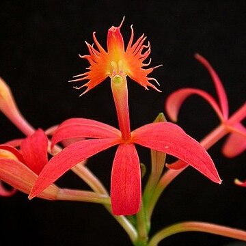 Epidendrum cinnabarinum unspecified picture