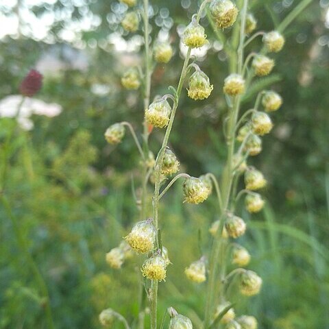 Artemisia tanacetifolia unspecified picture