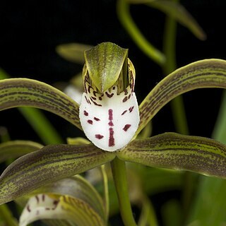 Cymbidium erythraeum unspecified picture