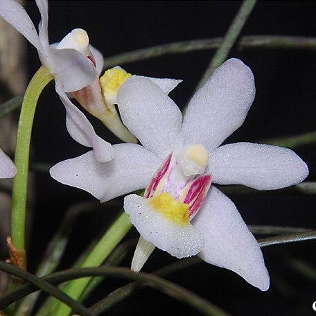 Holcoglossum linearifolium unspecified picture