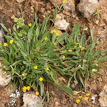 Scorpiurus unspecified picture