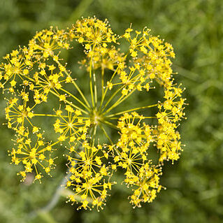 Thapsia tenuifolia unspecified picture