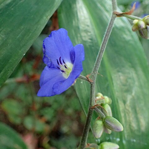 Dichorisandra penduliflora unspecified picture