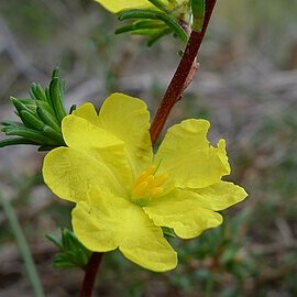 Hibbertia fasciculata unspecified picture