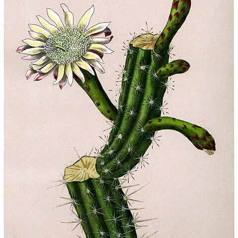 Praecereus unspecified picture