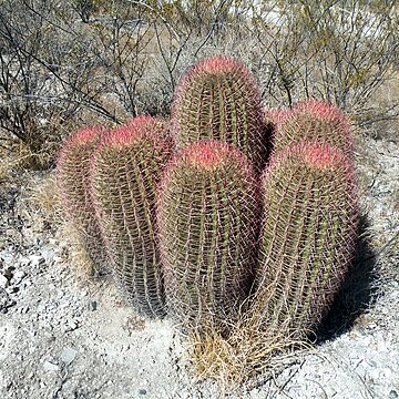 Ferocactus pilosus unspecified picture