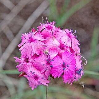 Dianthus moesiacus unspecified picture