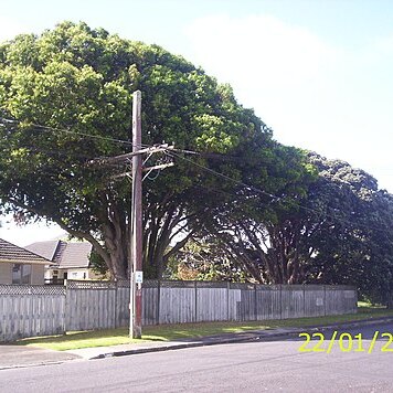 Syzygium floribundum unspecified picture