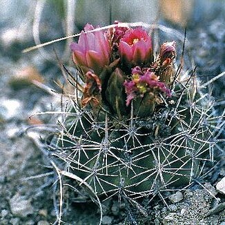 Sclerocactus wetlandicus unspecified picture