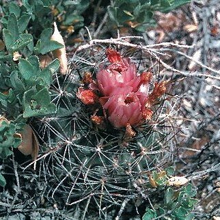 Sclerocactus glaucus unspecified picture